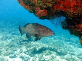 Black Grouper IMG 3113